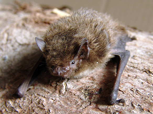 Rauhautfledermaus (Pipistrellus nathusii)